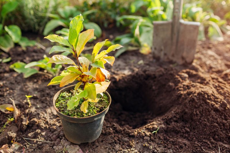 Planting Service in Honolulu, HI