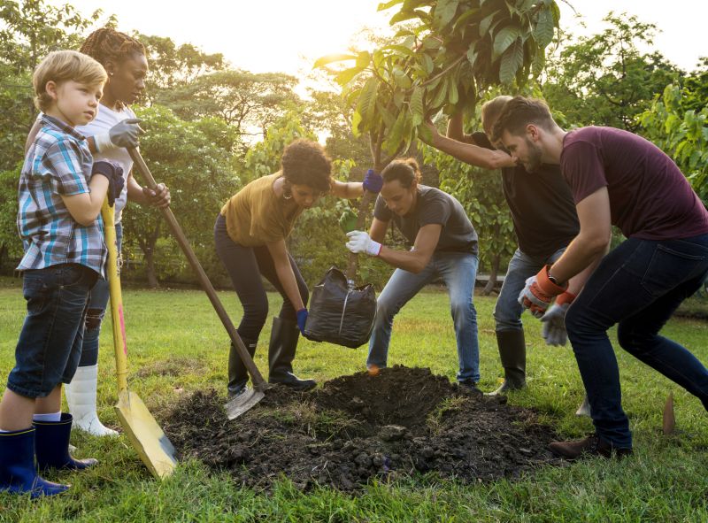 Tree Installation Service in Honolulu, HI