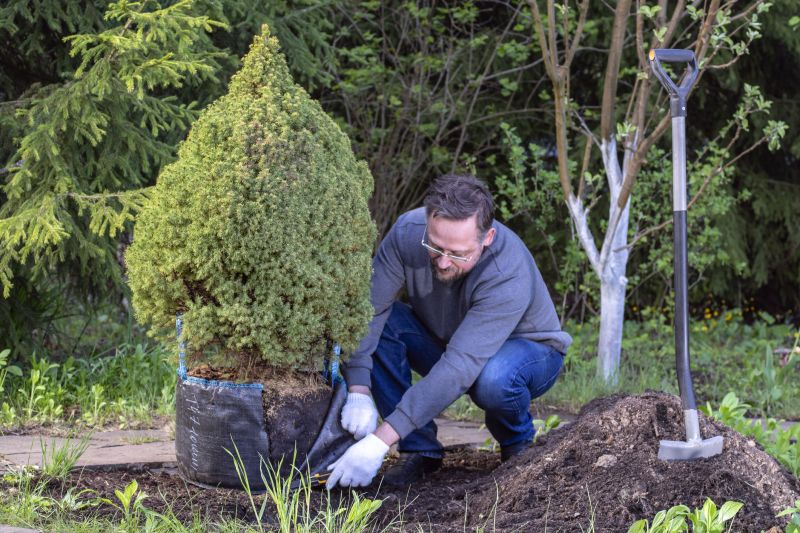 Tree Planting Service in Ventura County, CA