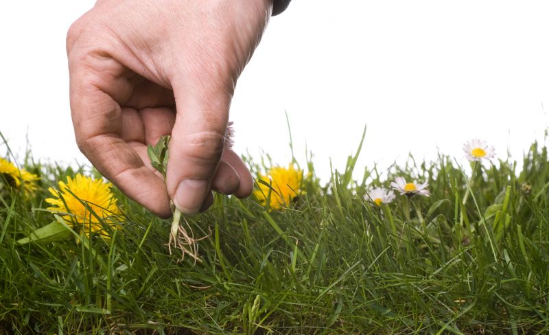 Weeding And Mulching in Ventura County, CA